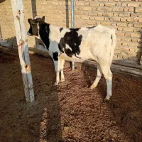 گوساله هلشتاین صنعتی