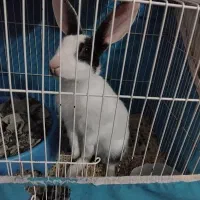 خرگوش