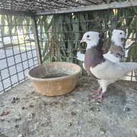 طوقی|پرنده|فولادشهر, B2|دیوار