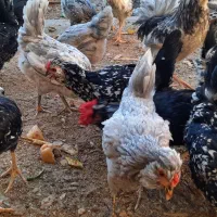 تخم مرغ نطفه دارگلین|حیوانات مزرعه|رفسنجان, |دیوار