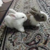 پنج عددبجه خرگوش کوچک فنجانی