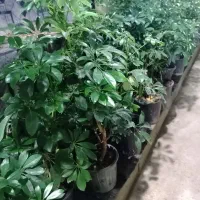 فروش ویژه گل سانسوریا