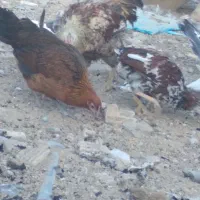 مرغ تخمگذار|حیوانات مزرعه|فولادشهر, A4|دیوار