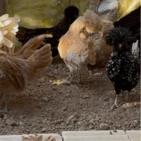 تخم نطفه دار پولند