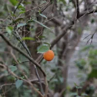 باغ یا زمین چهار اسیاب