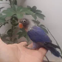 کوتوله و مرغ عشق