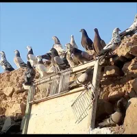 دورگ، طوقی،صداداروکاشانی،عربی،ترکاش