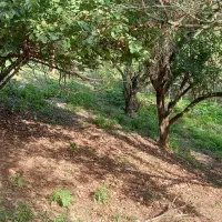 زمین ویلایی در دل جنگل واقع در آستارا روستای هودول|فروش زمین و ملک کلنگی|آستارا, |دیوار