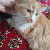 گربه نژاد خاص و کم یاب