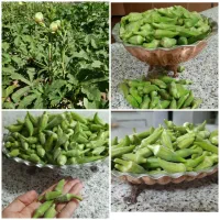 بامیه خورشتی
