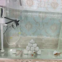 فروش آکواریوم ب همراه ماهی|ماهی|فیروزآباد (فارس), |دیوار