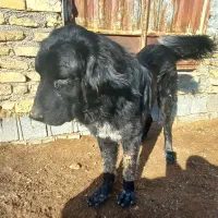 سگ نر۱۰ماهه قدرجونی