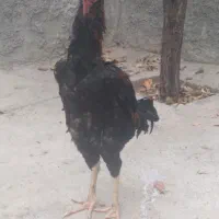 جوجه خروس ۷ماه|حیوانات مزرعه|خلخال, |دیوار