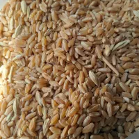گندم|لوازم جانبی حیوانات|کازرون, |دیوار