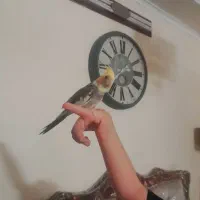 عروس هلندی ماده