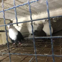 کبوتر|پرنده|آبادان, |دیوار