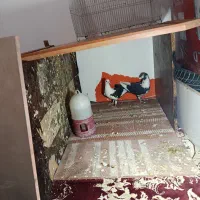 کفتر ابلغ|پرنده|چناران, |دیوار