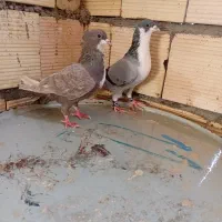 کبوتر رنگه