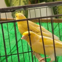 دوتا قناری درشت وکشیده نر موزائیکی خوشکل