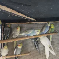 عروس هلندی مرغ عشق