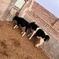 گوساله خالص لاغر|حیوانات مزرعه|جوادآباد, |دیوار