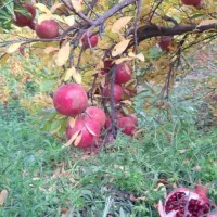 نهال درخت انار