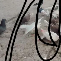۷ تا کفتر پرشی تهران