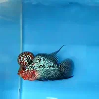 فلاور هورن تایلندی AA