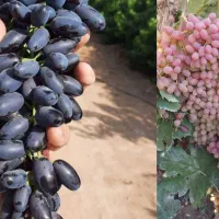 نهال تاکستان|گل و گیاه طبیعی|تاکستان, |دیوار