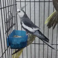 طوطی عروس هلندی مولد همه رنگ