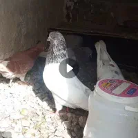 کبوتر رفته