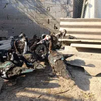 فروش ۲۲ عدد اردک اسرائیلی نر ماده  پنج ماهه