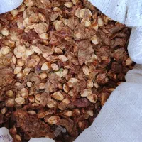 هسته الوچه خام