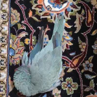 طوطی راهب فیروزه ای