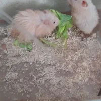 همستر|موش و خرگوش|سنندج, |دیوار