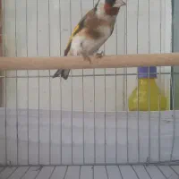 سهره سرسیاه گل بلند کرواتی|پرنده|قیروکارزین, |دیوار