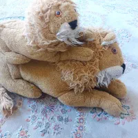 عروس شیر