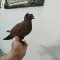 کبوتر سرخ رواعب