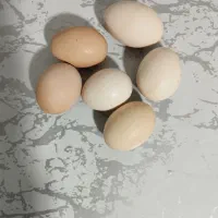 فروش تخم مرغ محلی