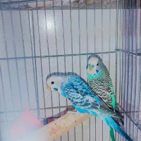 انواع مرغ عشق نژاد و درجه یک جوجه و بالغ جفت وتک|پرنده|سیرجان, |دیوار