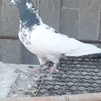 کفتر طوقی سینه سیاه کله دم سبز