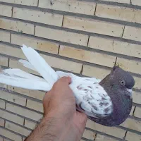 کله ای و زاغ|پرنده|بم, |دیوار