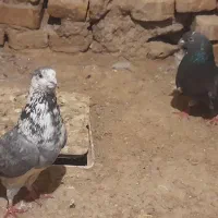 کفتر|پرنده|قم, کیوانفر|دیوار