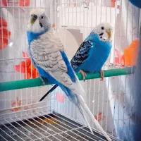 مرغ عشق خوشگل و خوشرنگ با لوازم