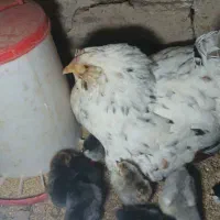 تخم نطفه دار گلین