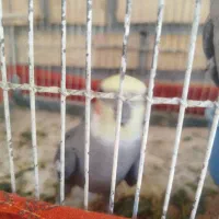 عروس هلندی نر