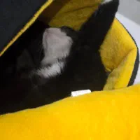 واگذاری گربه ۴ ماهه با وسایل