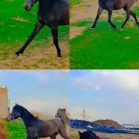 نریان نوه رخش نوربخش