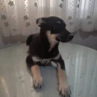 فروش توله سگ اصیل|سگ|شاهرود, |دیوار