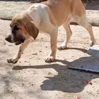 توله ماده پژدر